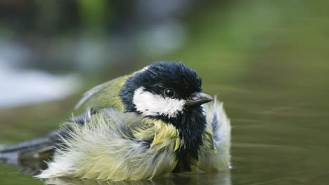 Extreme-close-up-of-a-bird-splashing-and-bathing-in-water,-looking-around-and-chirping,-great-tit,-slow-motion