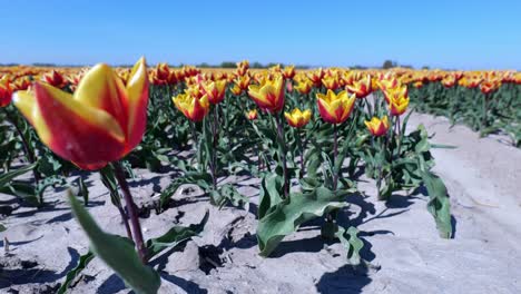 Alas-De-Fuego-De-Tulipán-Con-Flores-De-Lirio-En-Tierras-De-Cultivo-En-Hoeksche-Waard,-Holanda-Meridional,-Países-Bajos