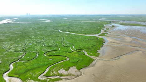 Aerial-shot-of-bright-green-wetlands-with-grass,-bushes-and-small-rivers-leading-into-the-sea