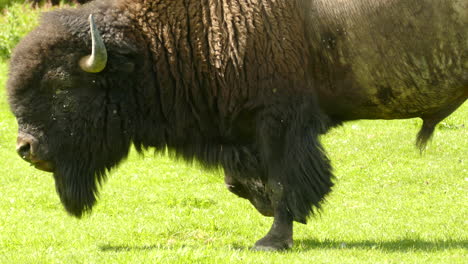 American-bison-grazes-on-grass-as-bugs-fly-around,-close-static-view