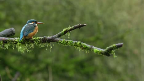 A-stationary-slowmo-footage-of-a-common-kingfisher-resting-on-a-tree-branch-while-looking-around