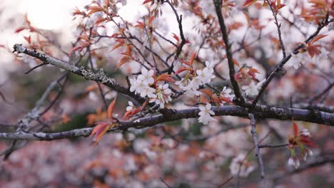 Yoshino-Sakura-Florece-En-Primer-Plano-Con-Fondo-Natural-Borroso