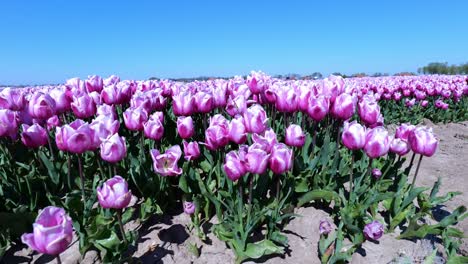 Wunderschöne-Rosa-Tulpen-Auf-Niederländischem-Tulpenland-Im-Frühling-In-Hoeksche-Waard,-Niederlande
