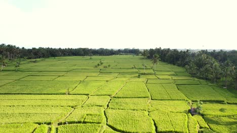 Endlose-Tropische-Grüne-Reisfelder,-Umgeben-Von-Kokospalmen-In-Bali,-Indonesien,-Luftaufnahme