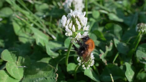 Wild-solitary-bee-sucking-nectar-for-honey