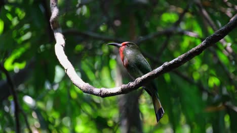 Looking-up-while-perched-on-a-vine-during-a-windy-afternoon-in-the-forest,-Red-bearded-Bee-eater-Nyctyornis-amictus,-Kaeng-Krachan-National-Park,-Thailand