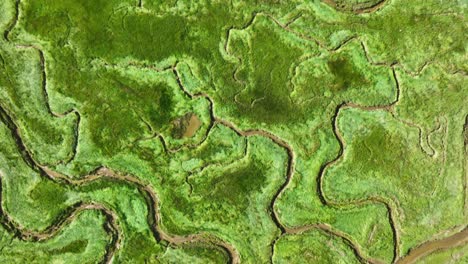 Beautiful-bird's-eye-view-of-the-texture-of-bright-green-wetlands-with-narrow,-muddy-rivers-winding-through-it