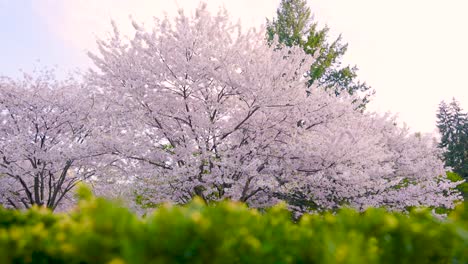 Weite-Landschaftsansicht-Japanischer-Kirschblütenbäume-Im-Botanischen-Garten-Mit-Grüner-Hecke-Im-Vordergrund,-Toronto,-Ontario