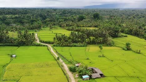 jungle-of-tropical-green-coconut-trees-and-rice-field-in-Ubud-Bali,-aerial