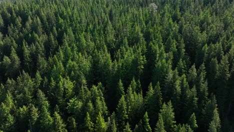 Side-scrolling-aerial-of-an-evergreen-forest-in-the-Pacific-North-West