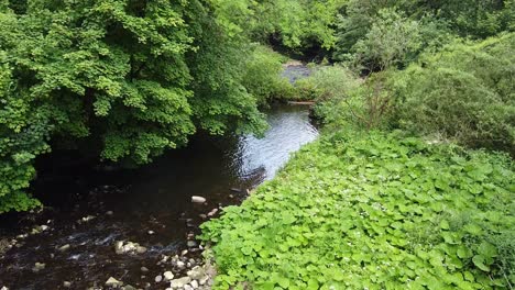 Woodland-river-scene-filmed-in-the-Derbishire-Peak-District-Drone-footage-paning-from-bottom-to-top