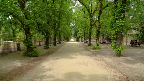 Alley-of-Trees-in-Botanical-Garden-of-the-University-of-Coimbra