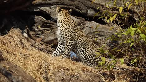 Toma-Amplia-De-Un-Leopardo-Levantándose-Y-Saliendo-Del-Encuadre,-Mashatu-Botswana