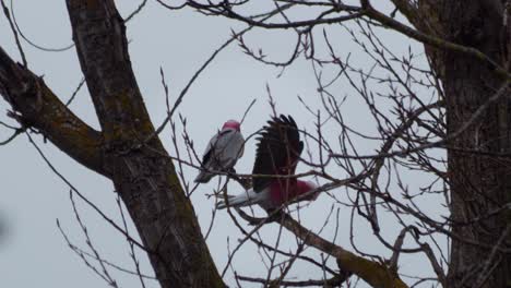 Two-Galah-Birds-Fighting-Sitting-on-Tree-Branch