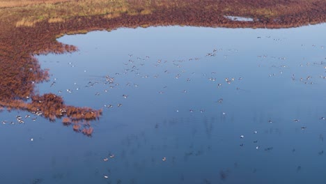 Großer-Vogelschwarm-Fliegt-Tief-über-Das-Flussdelta-Durch-überflutetes-Ackerland