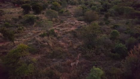 Ruhige-Giraffen,-Die-Gemeinsam-Auf-Einem-Pfad-Durch-Die-Südafrikanische-Savanne-Spazieren