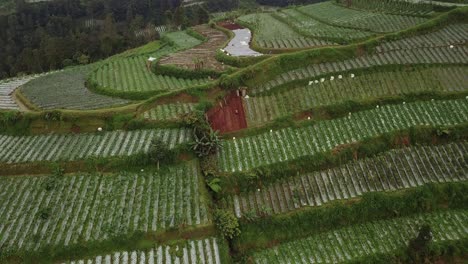 Farmer-working-on-vegetable-plantation-with-planted-cabbage,potatoes-and-onion-in-Indonesia,Asia---Drone-shot