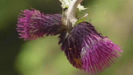 Extreme-Close-Up-Of-A-Bloomed-Purple-Thistle-Swaying-In-The-Wind
