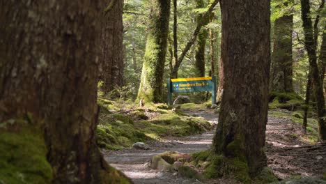 Schieberegler,-Der-Das-Routeburn-Streckenschild-In-Einem-Ruhigen,-Sonnendurchfluteten-Wald,-Neuseeland,-Freigibt