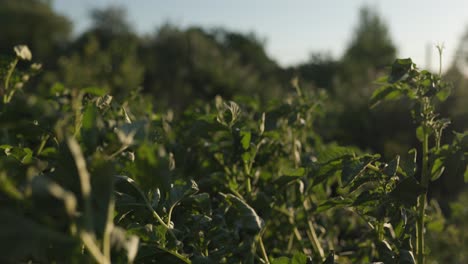 Cultivar-Patatas-En-El-Jardín-Durante-El-Caluroso-Verano.