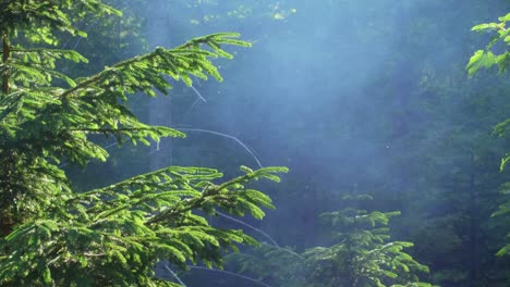 Rauch-Steigt-In-Einem-Wald-Auf,-In-Dem-Insekten-Kreisen