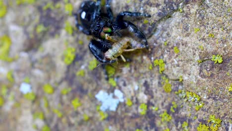 Static-macro-video-of-a-Bold-Jumping-Spider-Phidippus-audax,-eating-a-cricket