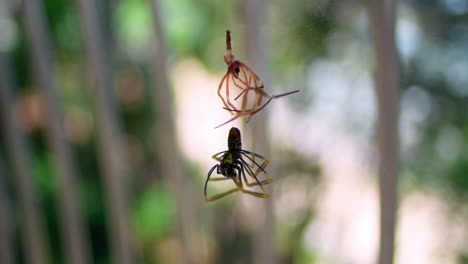 Dos-Especies-De-Arañas-Colgadas-En-La-Web,-Aisladas-Contra-Un-Fondo-Desenfocado