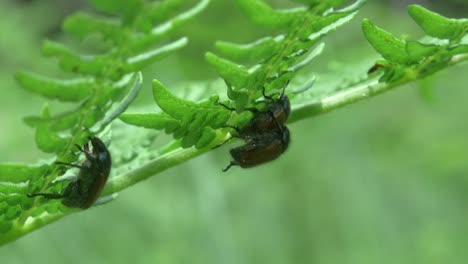 Close-Up-Of-Crawling-Garden-Chafer-Beetle-On-Fern,-Two-Other-Beetles-Mating