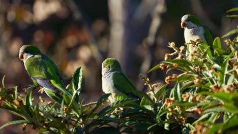A-group-of-Monk-Parakeets-perching-on-a-medlar-tree