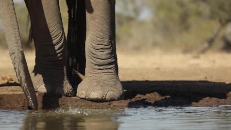 Primer-Plano-De-La-Trompa-Y-Los-Pies-De-Un-Elefante-Mientras-Bebe-En-Cámara-Lenta,-Mashatu-Botswana