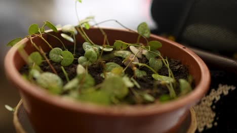 Small-pot-indoor-home-plant-close-up-shot