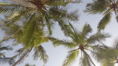 Slowmotion-view-of-coconut-palm-trees-against-sky-near-beach-on-the-tropical-island-with-sunlight-through