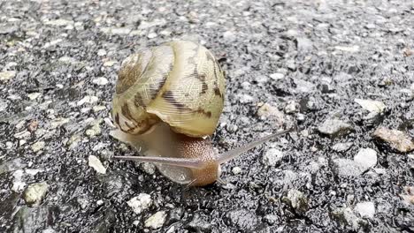 Snail-moves-along-roadway-with-shell