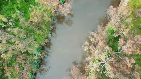Vertical-drone-view-over-the-Ovens-River-at-Peechelba,-where-it-enters-the-River-Murray,-in-north-east-Victoria,-Australia-November-2021