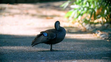 Female-Mallard-Duck-Preening-Its-Feathers-In-Mount-Coot-tha-Botanic-Gardens,-Queensland,-Australia