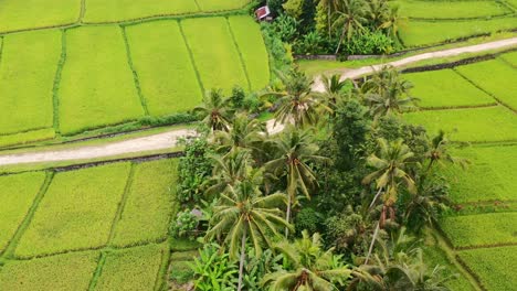 dirt-road-in-rural-countryside-of-Ubud-Bali-surrounded-by-coconut-trees-and-rice-field,-aerial