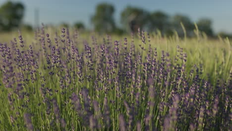 Flowering-Lavender-field-in-summer-during-sunrise