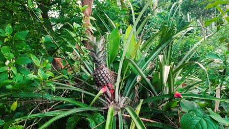 Zoom-in-shot-of-pineapple-on-its-parent-plant-in-nature