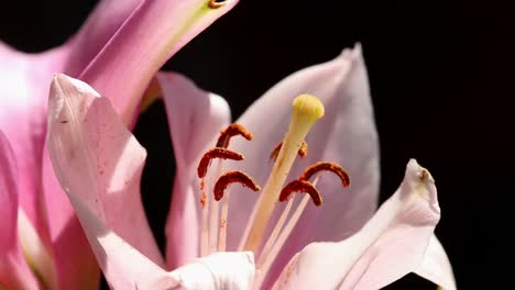 Closeup-of-a-Lily-flower-showing-pollen-producing-stamens