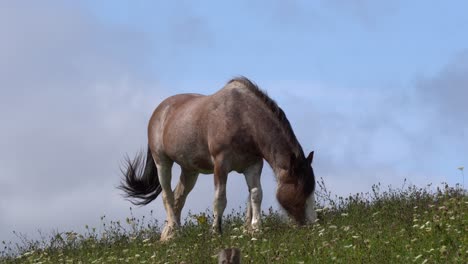 A-brown-horse-eating-happily-under-a-beautiful-blue-sky-in-a-meadow
