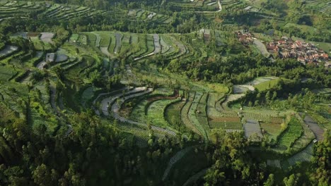 Overhead-drone-shot-of-vegetable-plantation-in-the-valley-and-dense-trees-in-Central-Java,Indonesia