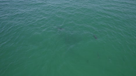 Swimming-Bottlenose-Dolphins-In-The-Tasman-Sea-At-Daytime---aerial-drone-shot