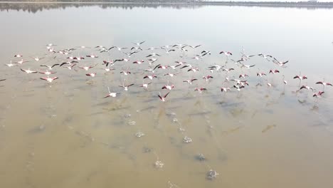 Aerial-Shot-Of-Amazing-Birds-Flamingos-Walking-In-Group-In-Beautiful-Larnaca-Lake,-Cyprus