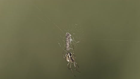 Isolated-View-Of-Cricket-bat-Orb-Weaver-In-Web-With-Prey-Against-Gray-Background