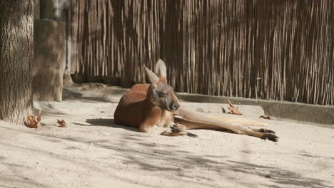 Ein-Rotes-Riesenkänguru,-Das-Im-Zoo-In-Der-Sonne-Schlafen-Möchte