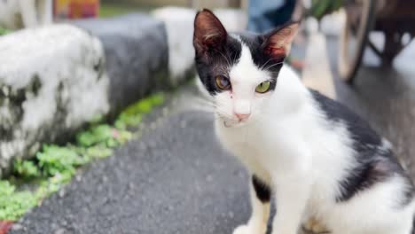 Neutered-Stray-Male-Cat-with-Cataract-in-One-Eye