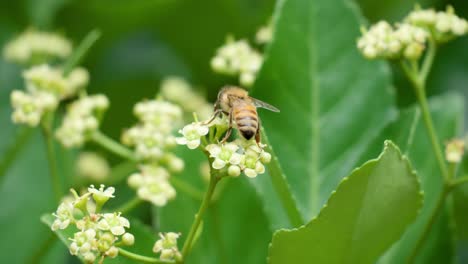 Honey-bee-taking-pollen-from-a-Euonymus-japonicus-blooming-white-flower---macro