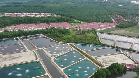 Drone-flying-above-capturing-aquaculture-farming-controlled-facility,-cultivating-aquatic-organisms-next-to-residential-neighborhoods-and-palm-tree-plantation,-Manjung-Perak-Malaysia