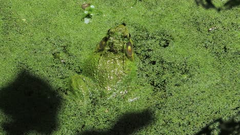 Close-up-large-toad-frog-in-green-dirty-algae-water-croaking-ribbit