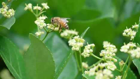 Euonymus-Japonicus-Blühende-Weiße-Blume-Und-Honigbiene,-Die-Pollen-Nimmt---Makro